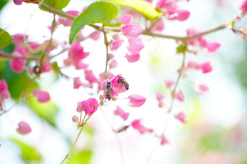 Fototapeta na wymiar Honey bees pollinating a flower on a pink flower. Mexican creeper, blooming pink flowers on blur nature background with selectived focus
