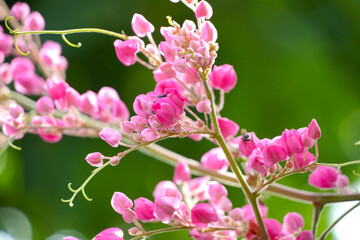 Honey bees pollinating a flower on a pink flower. Mexican creeper, blooming pink flowers on blur nature background with selectived focus
