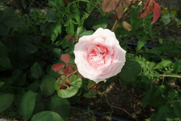 Rose close-up. Large pink rose. Floral background. Spring blooming garden. Ornamental plants.