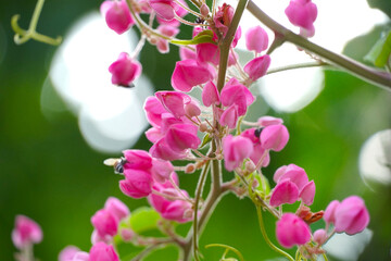 Honey bees pollinating a flower on a pink flower. Mexican creeper, blooming pink flowers on blur nature background with selectived focus