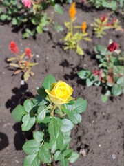 The blooming bud of a yellow rose morning sun summer