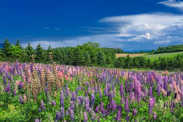 Zelfklevend Fotobehang 北海道・上富良野町 初夏の花畑の風景 © w.aoki