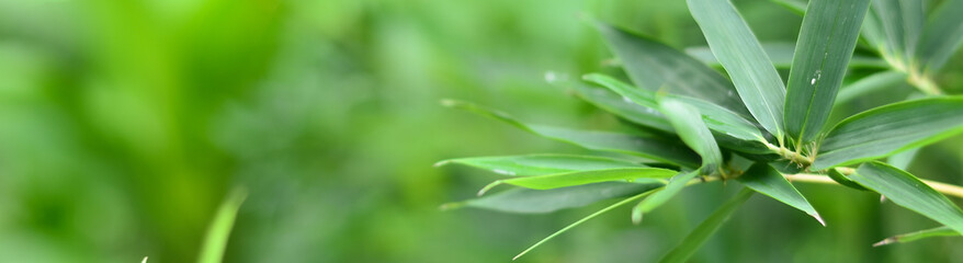 Nature of green leaf in garden at summer. Natural green leaves plants using as spring background cover page environment ecology or greenery wallpaper