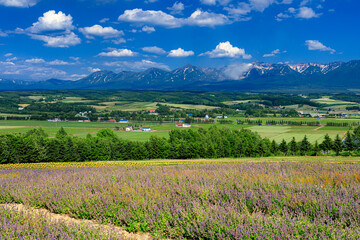 Fototapeta premium 北海道・上富良野町 初夏の花畑と十勝岳連峰の風景