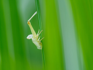 バッタの抜け殻