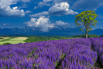 北海道・美瑛町 初夏の花畑の風景