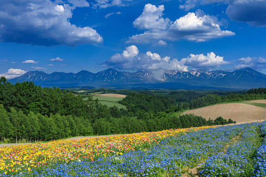 W Aoki Photos Images Assets Adobe Stock