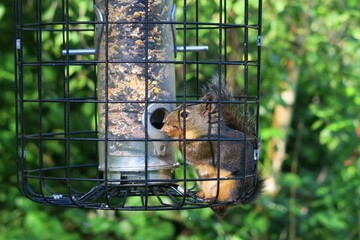 Lovely squirrels eating nuts in the cage