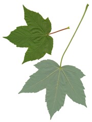 Sycamore maple- Acer Pseudoplatanus tree with flowers,seeds and green foliage