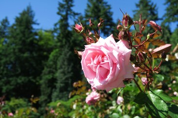 Pink rose blooming in Queen Elizabeth Park