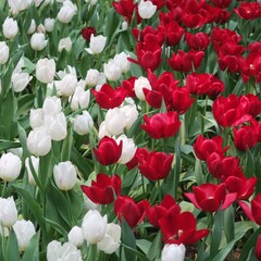 Tulip flower field of red and white in the garden 
