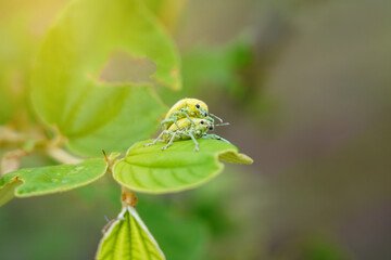 Green weevil or snout that breed on jujube trees. Green weevil or snout weevil Leaf-eating insect pests, outbreaks and methods of elimination. Insects eating the leaves. scarab