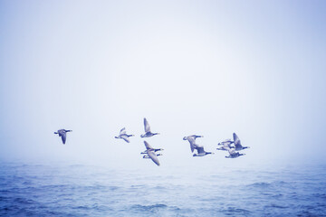 Flock of migratory birds (Branta leucopsis or Barnacle goose) flies over the sea