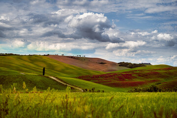 Fototapeta premium Toskana