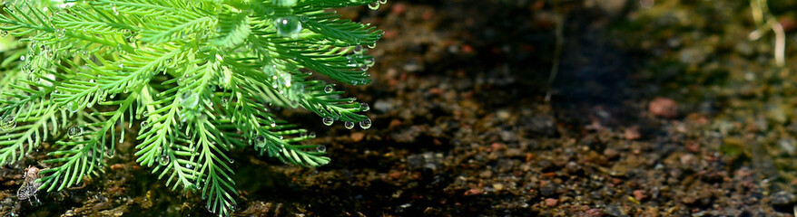 Nature of green leaf in garden at summer. Natural green leaves plants using as spring background cover page environment ecology or greenery wallpaper