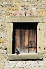 A pigeon standing alone in front of a closed wooden window