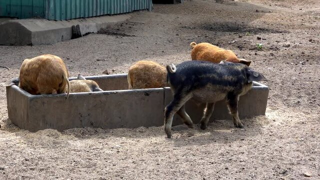 Small piglets, Sus scrofa domesticus, climb into the trough with the organic feed and eat the healthy grains from the organic farm