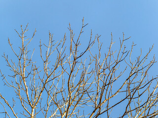 Autumn or winter tree branches without leaves against a clear blue sky.