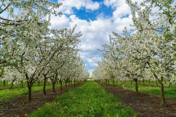 Fototapeta na wymiar Apple orchard in spring