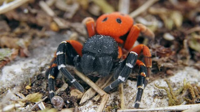 Angry red ladybird spider Eresus moravicus threatening