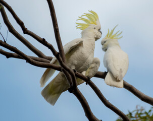 Australian Sulphur-crested Cockatoo - Cacatua galerita