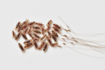 Group of head lice and their nits eggs on a white background - obrazy, fototapety, plakaty