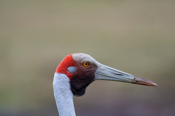 Male Brolga, scientific name - Antigone rubicunda