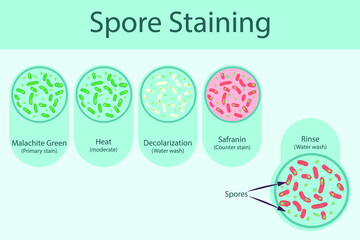 Spore staining technique steps diagram, using Malachite green and safranin vector illustration eps10