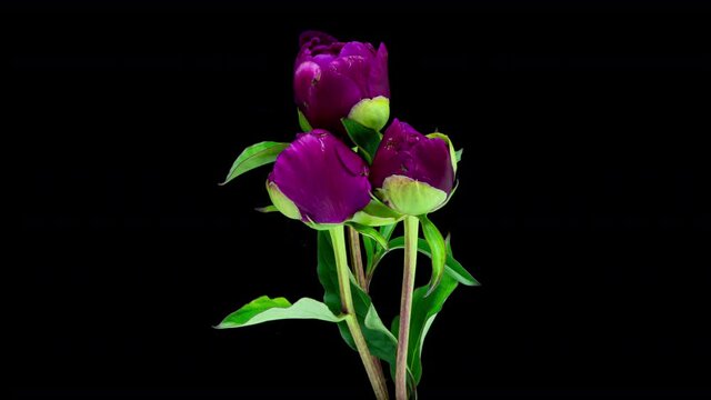 time lapse of a bunch of burgundy and blue peonies blooming on a black background. Blooming peonies flowers open, close-up. Wedding background, Valentine's Day. 4K UHD video.