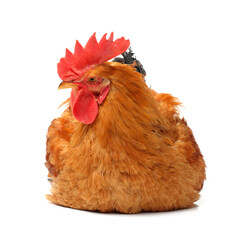 Red rooster on white background 