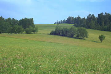 Summer fields with blue sky