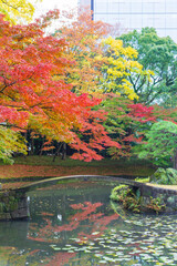 Obraz premium Koishikawa Korakuen graden, japanese people and tourists have a nice trip in the autumn colors of maple leaves on tree, yellow, orange and red, Tokyo, Japan
