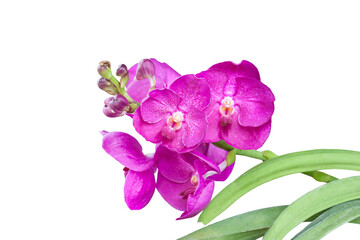 Fototapeta na wymiar Magenta Orchid Vanda flower bloom isolated on white background in cluded clipping path.