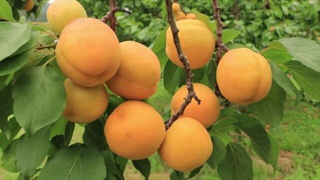 枝いっぱいに実ったアンズ