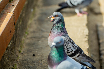 close up of a pigeon