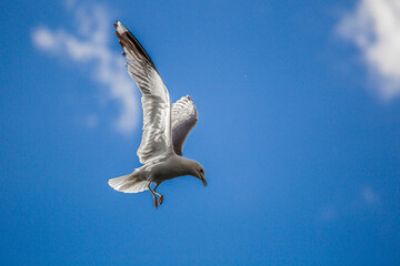seagull in the sky
