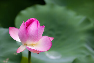 Lotus with green leaf after rain