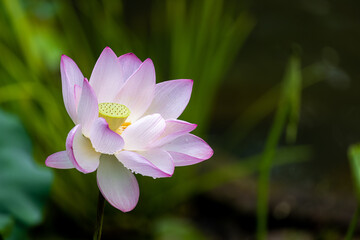 Lotus with green leaf after rain