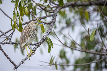 Portrait of bird - Chinese Pond Heron  (Ardeola bacchus)