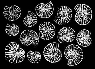 White shells painted in a variety of colors on a black background
