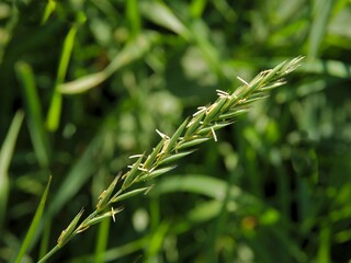 various grass plants blossoming in summer