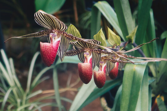 Close up of beautiful paphiopedilum orchid (paphiopedilum glaucophyllum)
