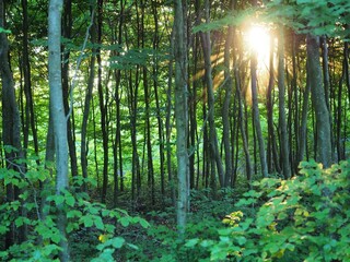 Las w promieniach zachodzącego słońca