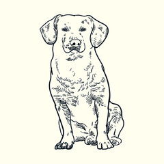 Vintage hand drawn Labrador puppy2