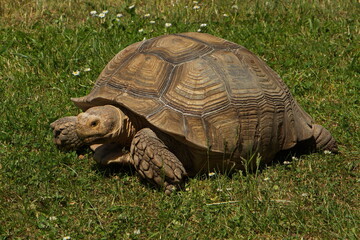 Obraz premium African spurred tortoise in Safari Park in Dvůr Králové nad Labem, Eastern Bohemia, Czech Republic, Europe 