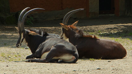 Sable antelopes in Safari Park in Dvur Kralove nad Labem, Eastern Bohemia, Czech Republic, Europe
