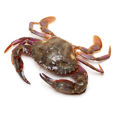 crab on white background