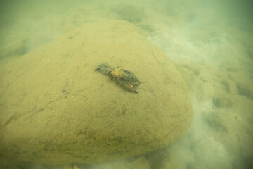Beautiful freshwater crayfish on rock. Photo taken in the lake. 