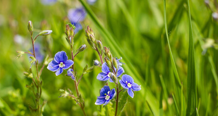 blue wildflowers close up in the grass. sunny day