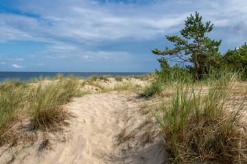Vegetated and pine-covered dunes on the beach at Łeba by the Baltic Sea - obrazy, fototapety, plakaty